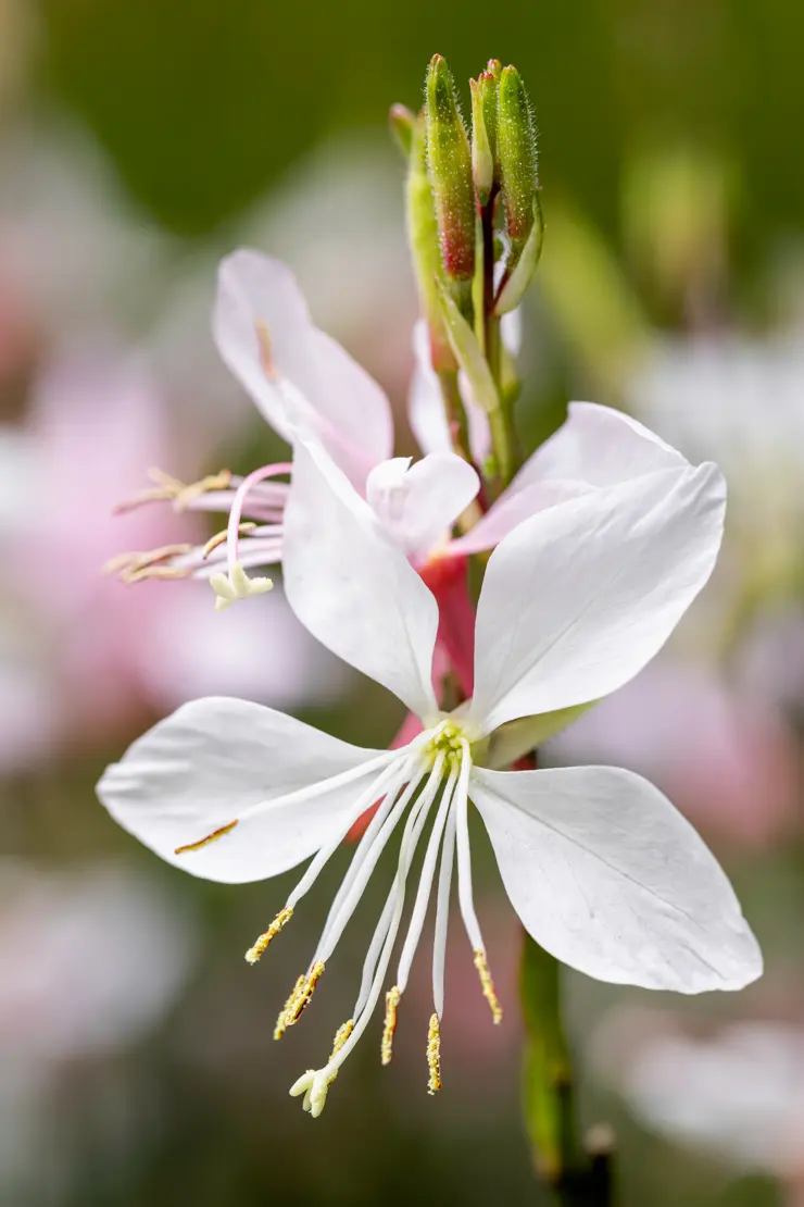 Prachtkerze (Oenothera lindheimeri) [2]